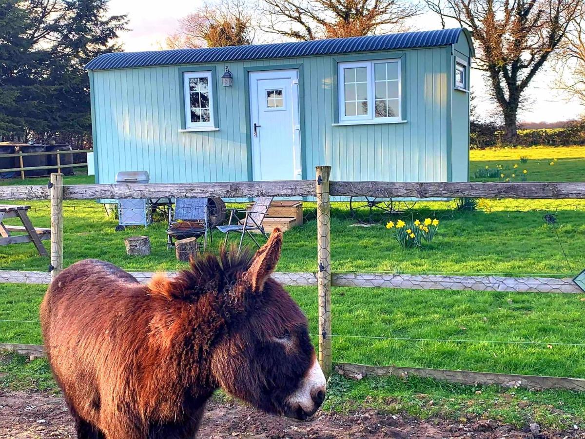 Starry Meadow & Rescued Animal Experiences Villa Great Yarmouth Dış mekan fotoğraf
